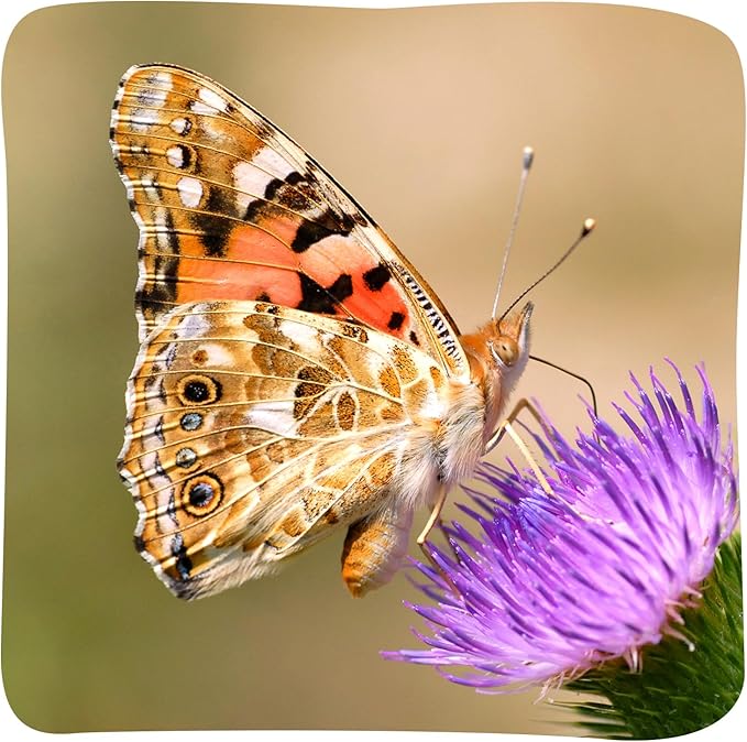 Insect Lore Butterfly Garden Kit - 5 Live Baby Caterpillars, Habitat, Feeder, Chrys-A-Lid Log, STEM Journal Included - Grow, Raise and Release Painted Lady Butterflies