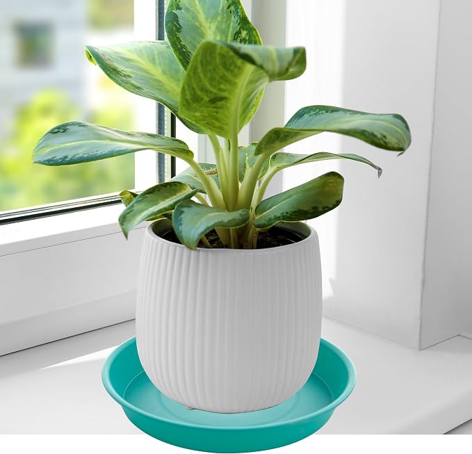 6 Pack of 6 inch Plant Saucer Drainage Tray, 4 5 7 8 10 12 13 15 17 19 inch - Image 4